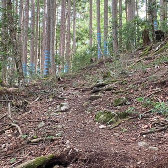 時々青いテープをぐるぐる巻いた木が出てくるが、ピンクや赤のテープを頼りに進む