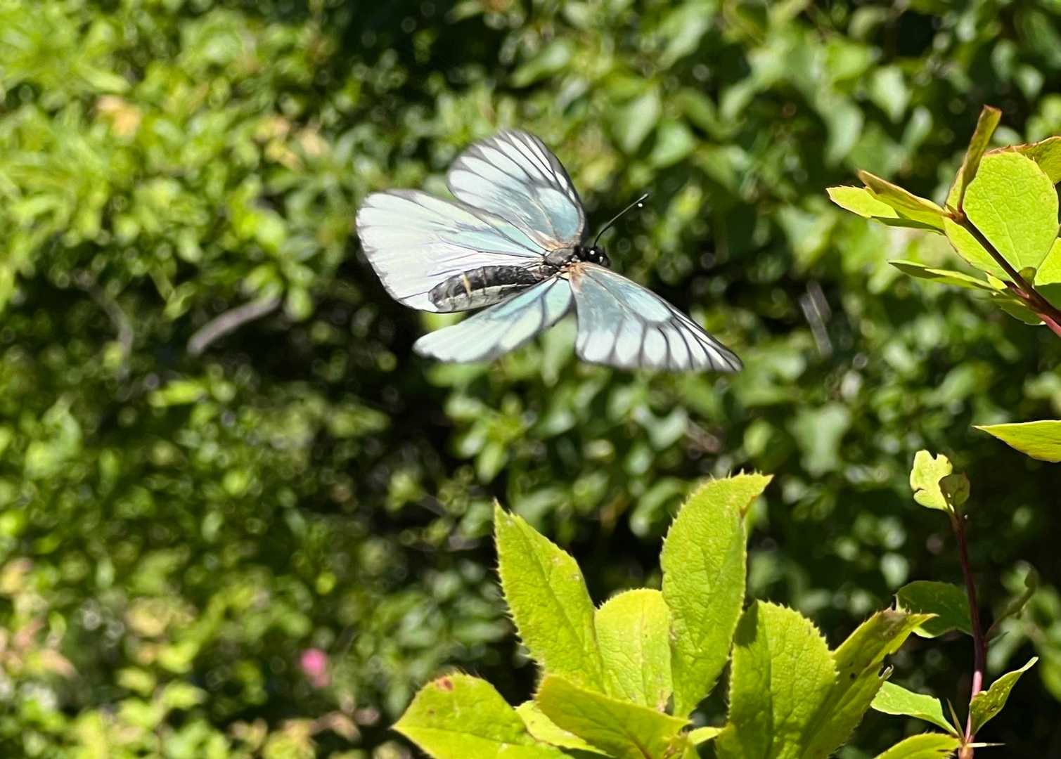 ミヤマシロチョウに逢いたくて🦋✨ / sinoさんの登山データ | YAMAP