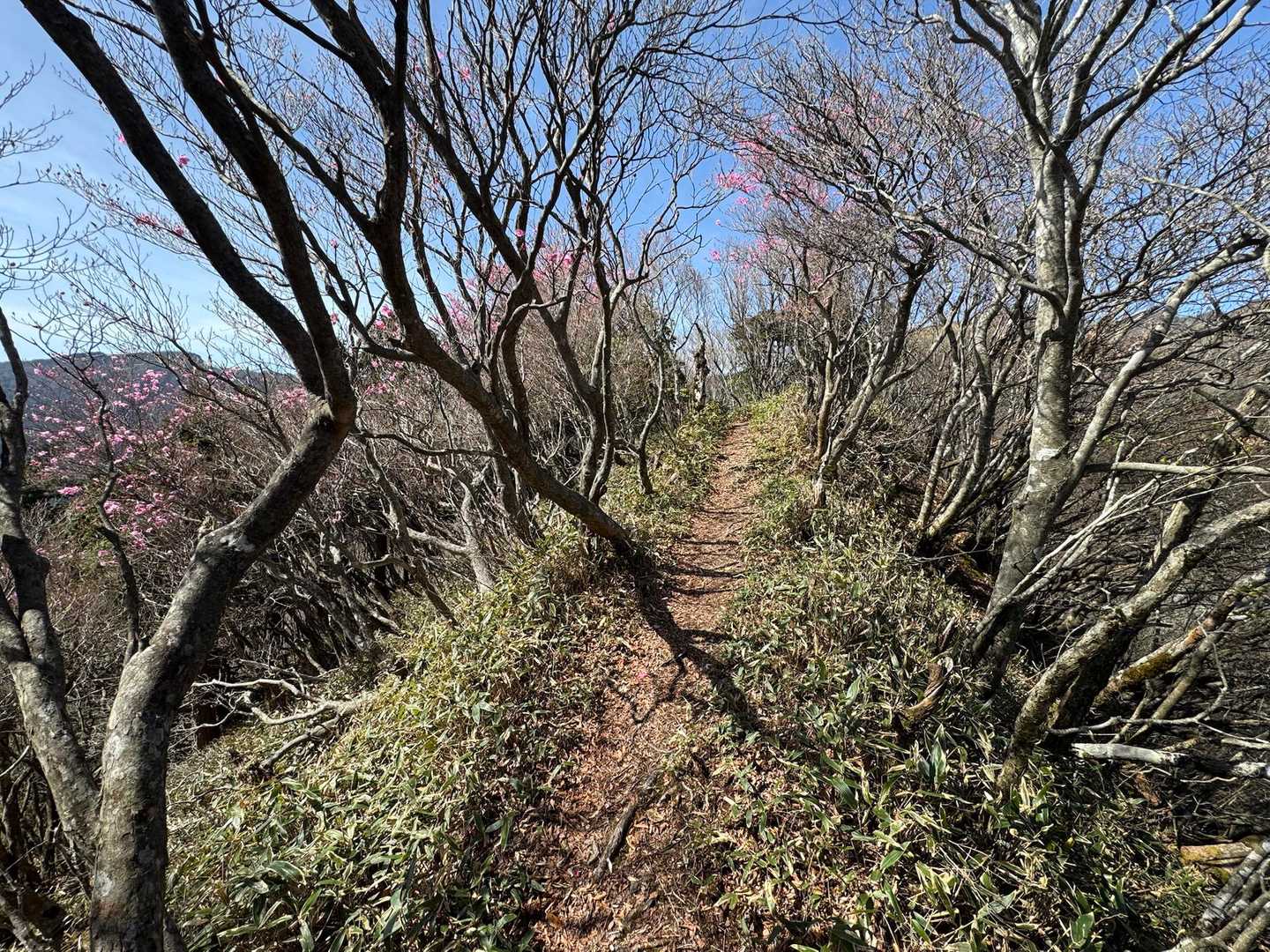 細い尾根の稜線サイドに🌸