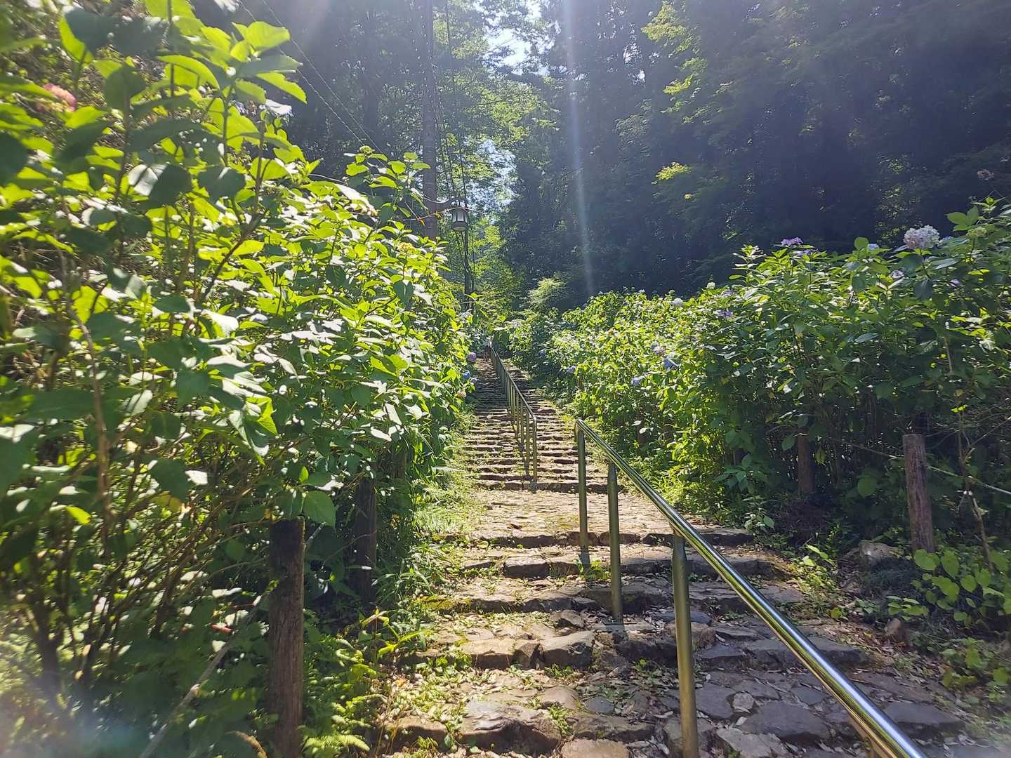 あじさい咲いてないぞ😲