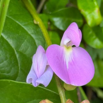 ナタマメの花。