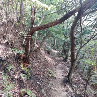ところが、ここらあたりから、夏の低山あるあるに苦しめられる。
①羽虫がやたらとまとわりついて来る。
②あまりの暑さに滝汗が止まらない。
③どんどん体力を奪われて行く。