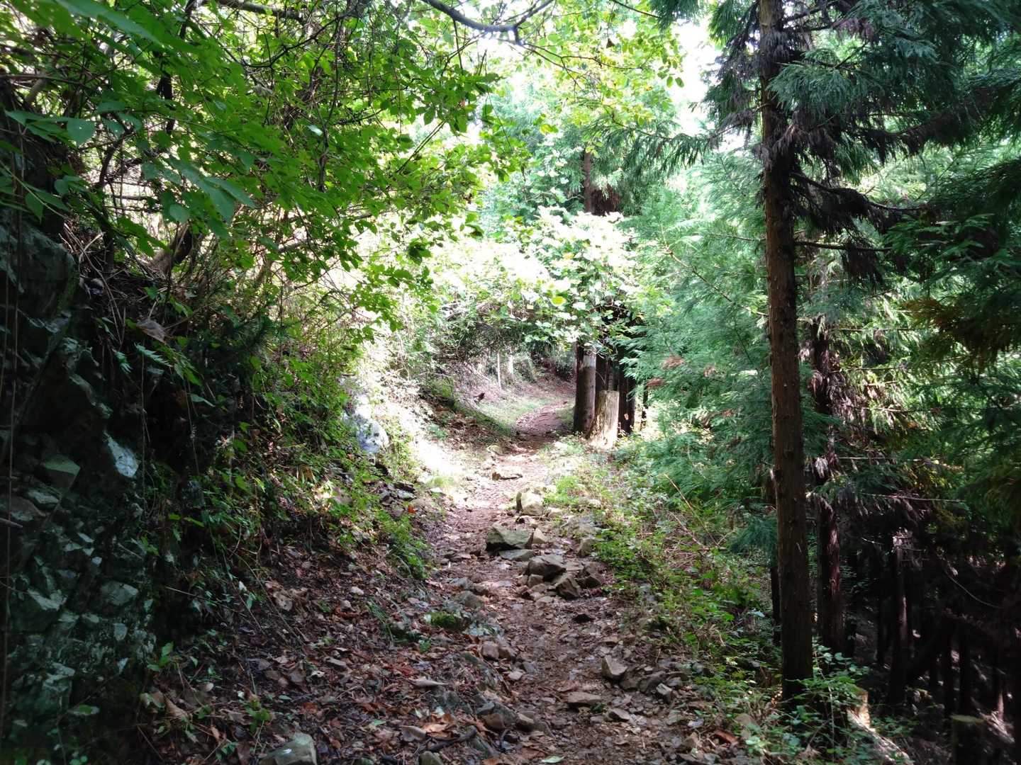 木のトンネル