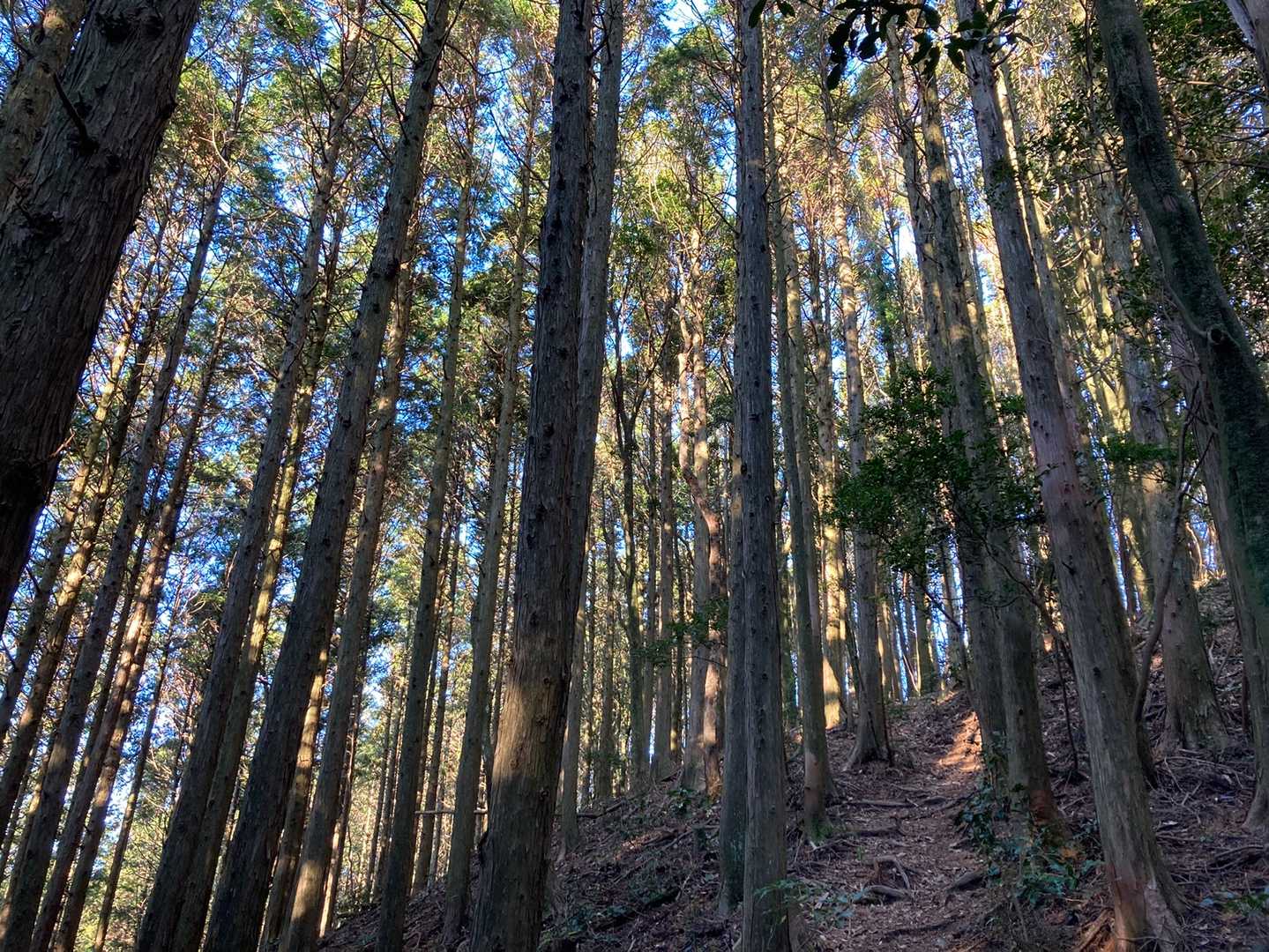 杉ゾーン✨🌲
ステキです⛰