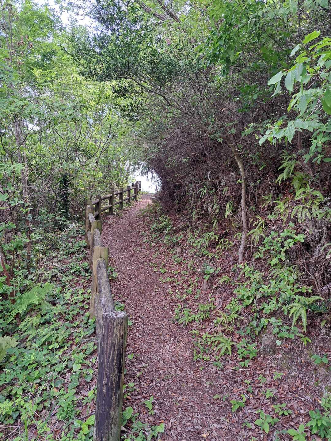 坂の向こうが明るい。もうすぐ山頂かな。