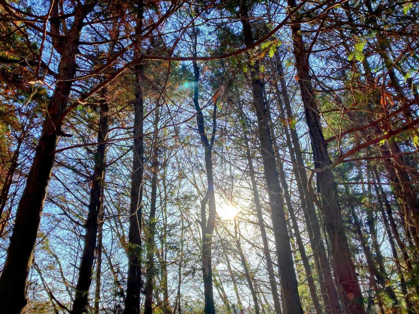 朝日🌄からの木漏れ日