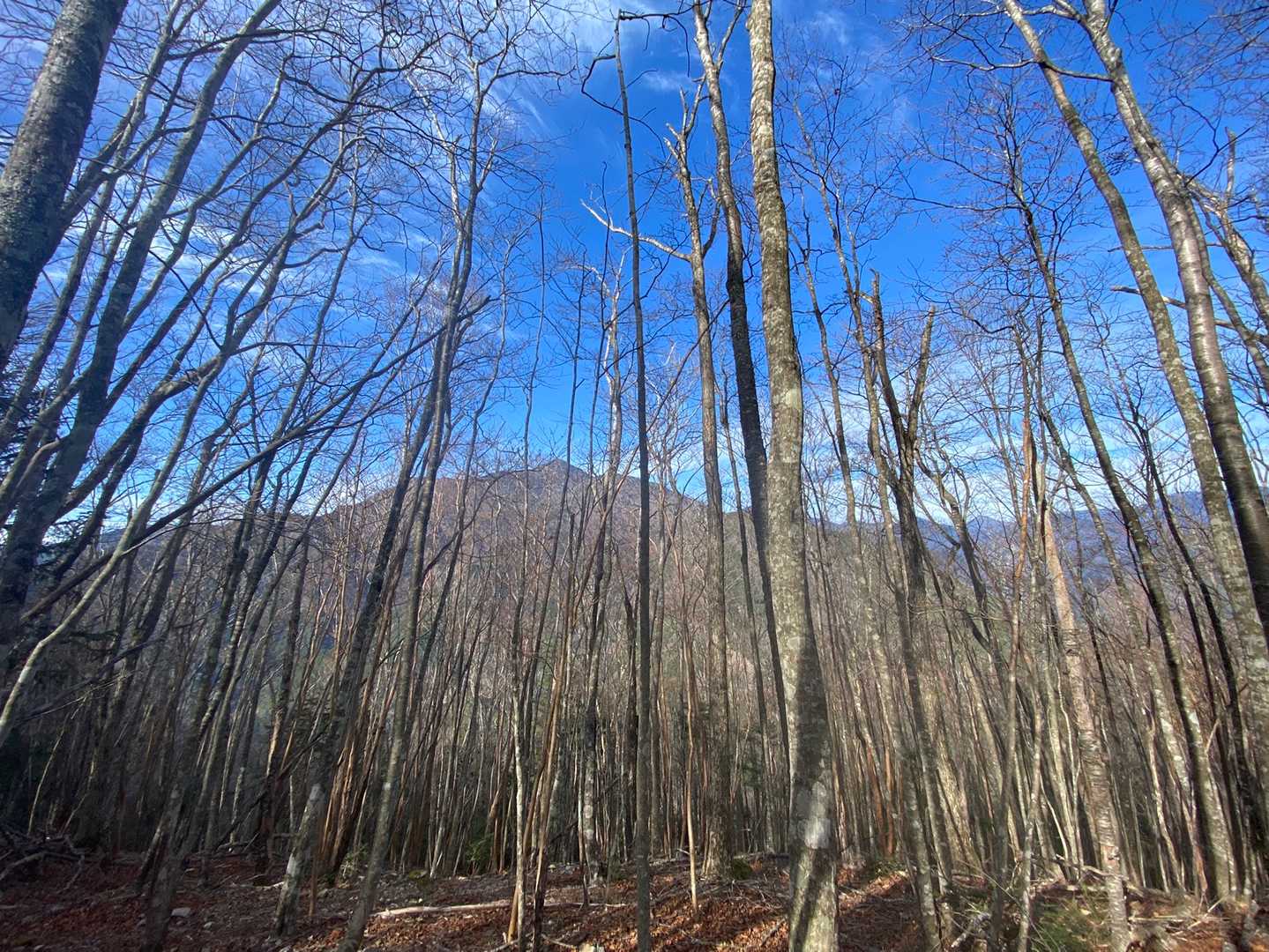 木の間から、前黒法師岳。