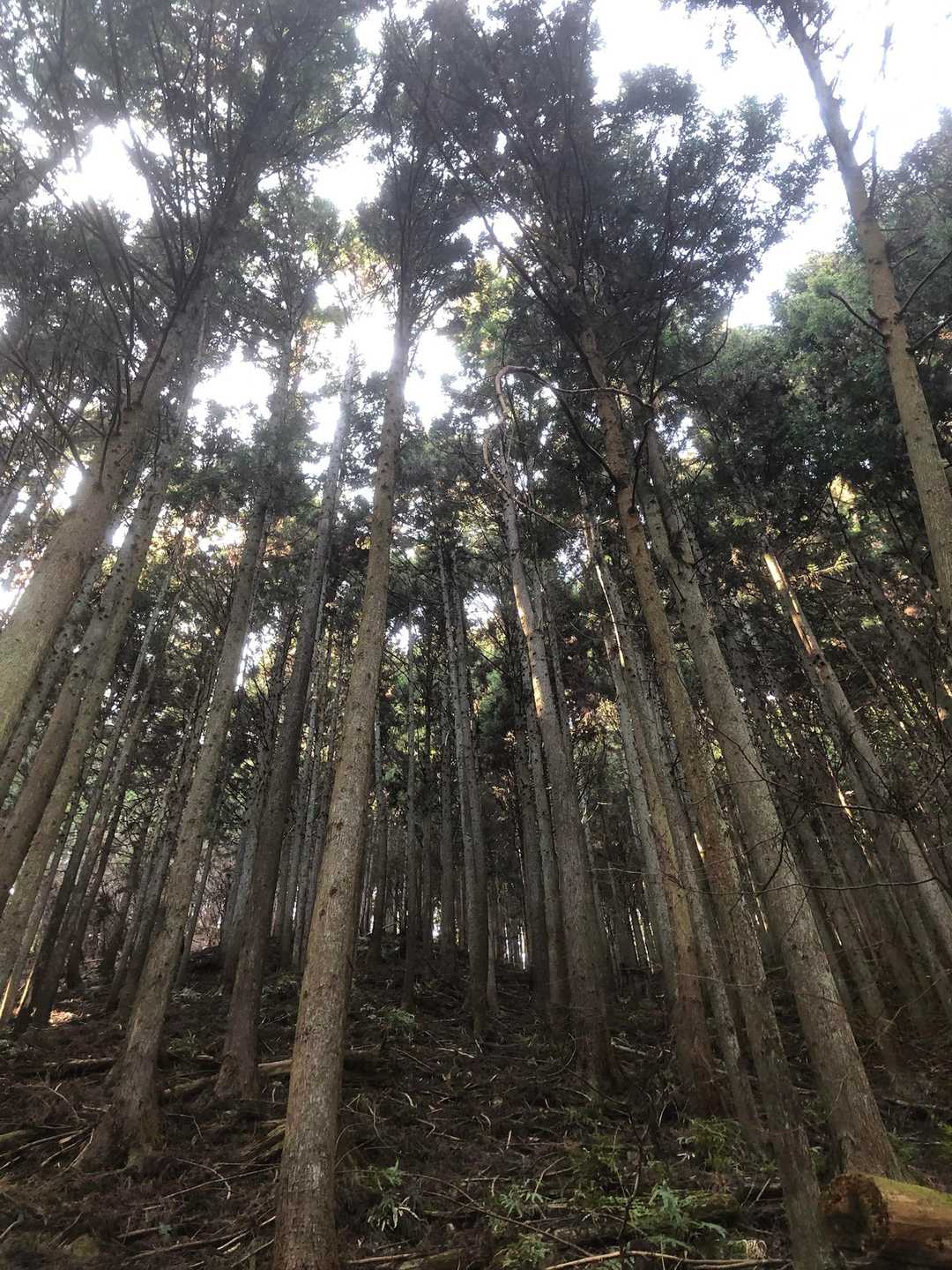 寄バス停-シダンゴ山 往復コースの写真