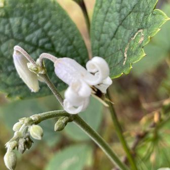 キンポウゲ科センニンソウ属の多年草
クサボタン（草牡丹）