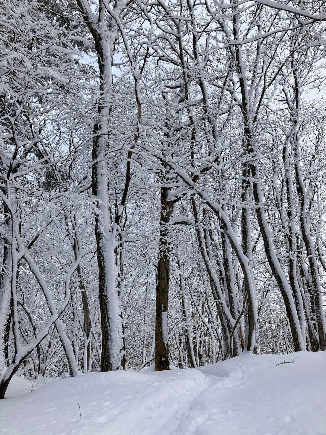 幹にもびっしり　❄️が付いて