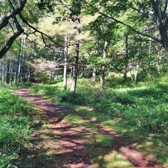 穏やかな登山道〜🌿
今日はのんびりハイクします🐾