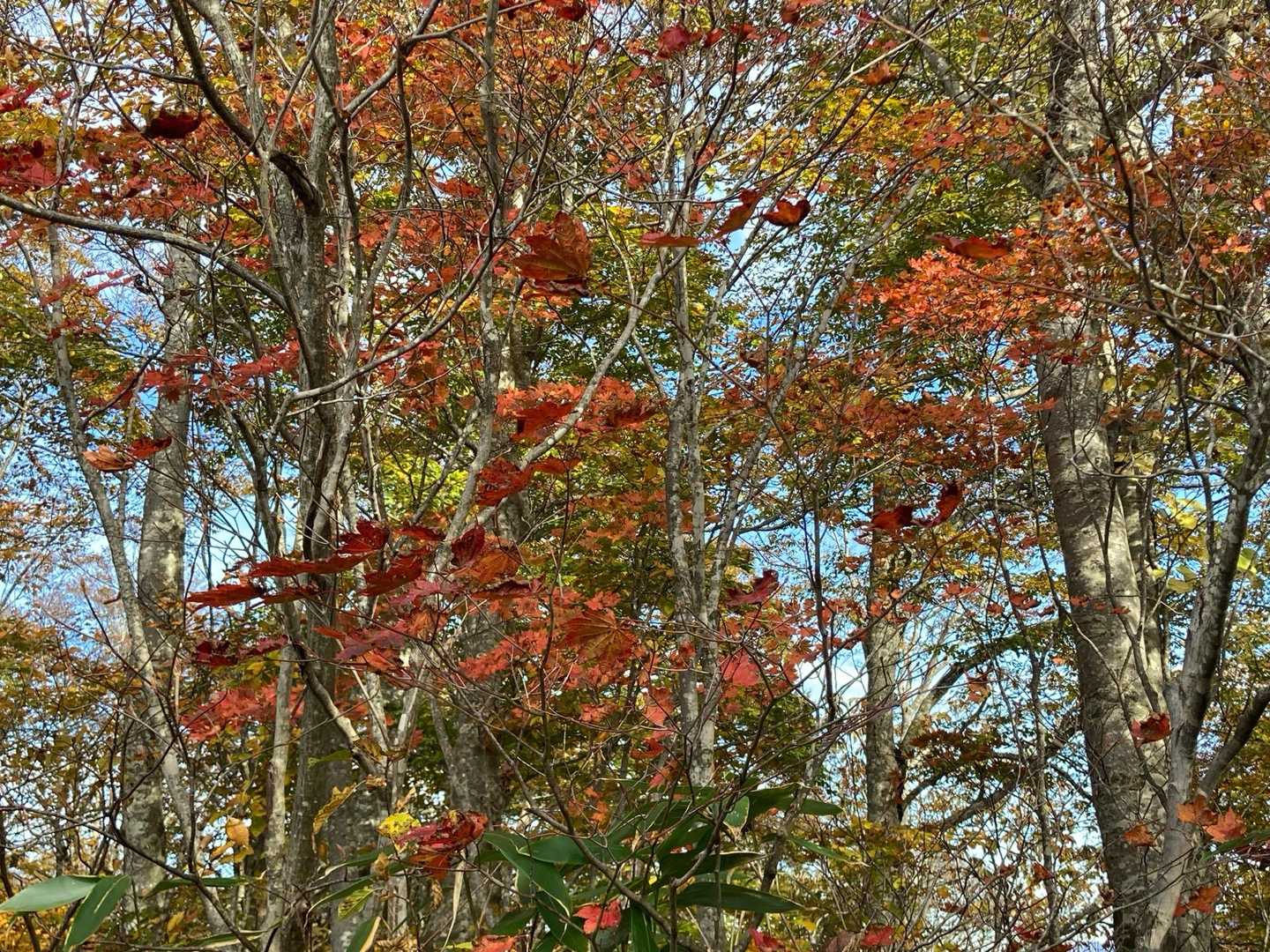 紅葉🍁癒しだァ🥰