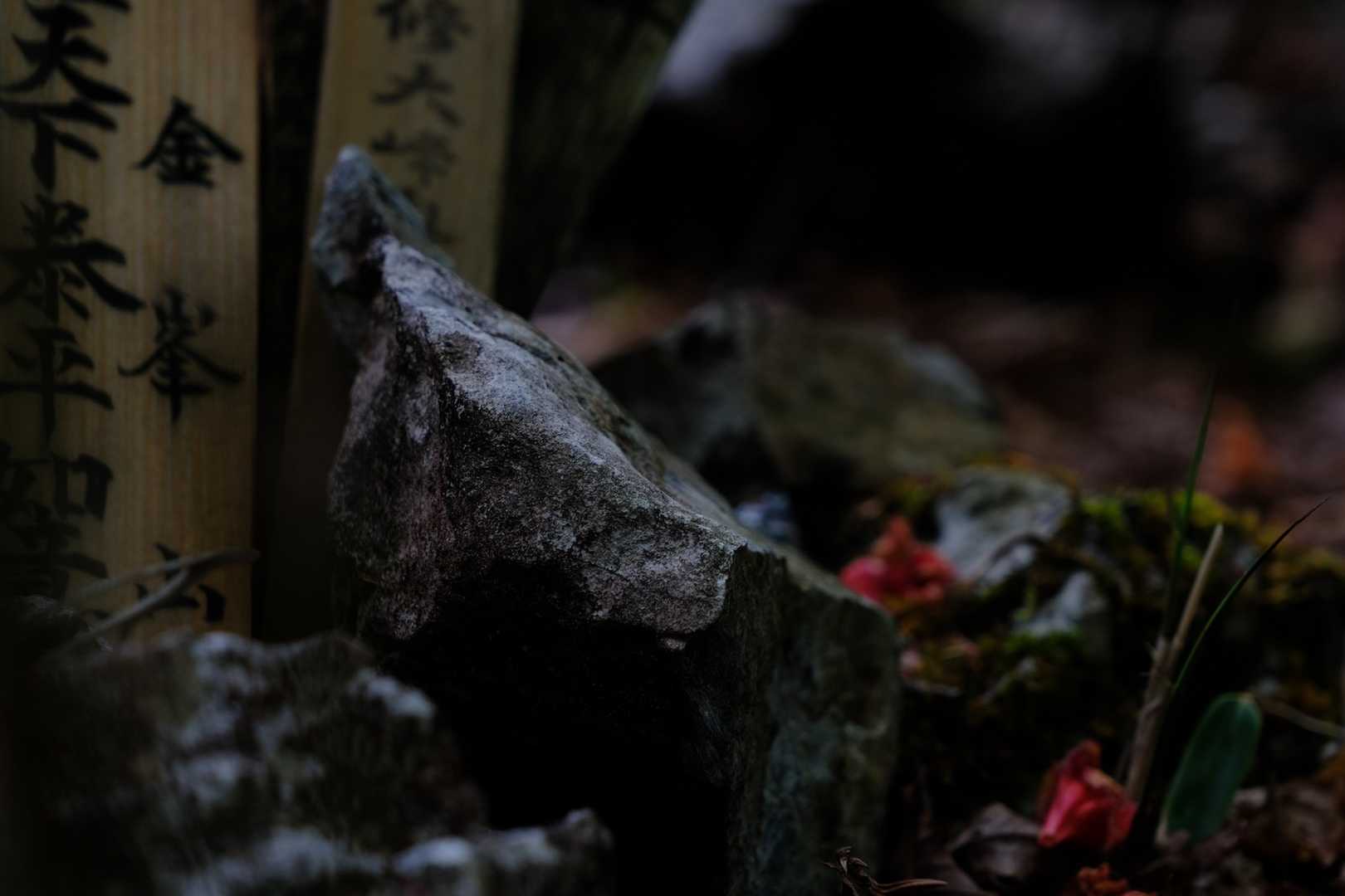 散ったツツジの花がなんとなく儚い感じ。