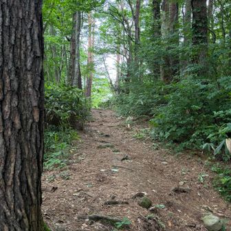 ここを登り切れば薄ヶ原(すすきがはら)…頂上台地。