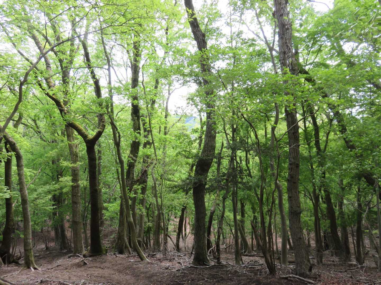 明神峠-明神山-湯船山-白クラノ頭-峰坂峠-サンショウバラ 縦走コースの写真