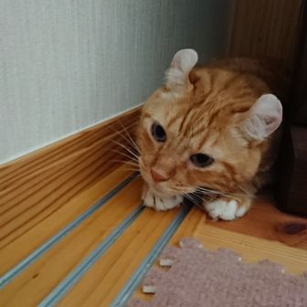 ウダちゃん
