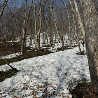 のっぺり見えるがなかなかの急登