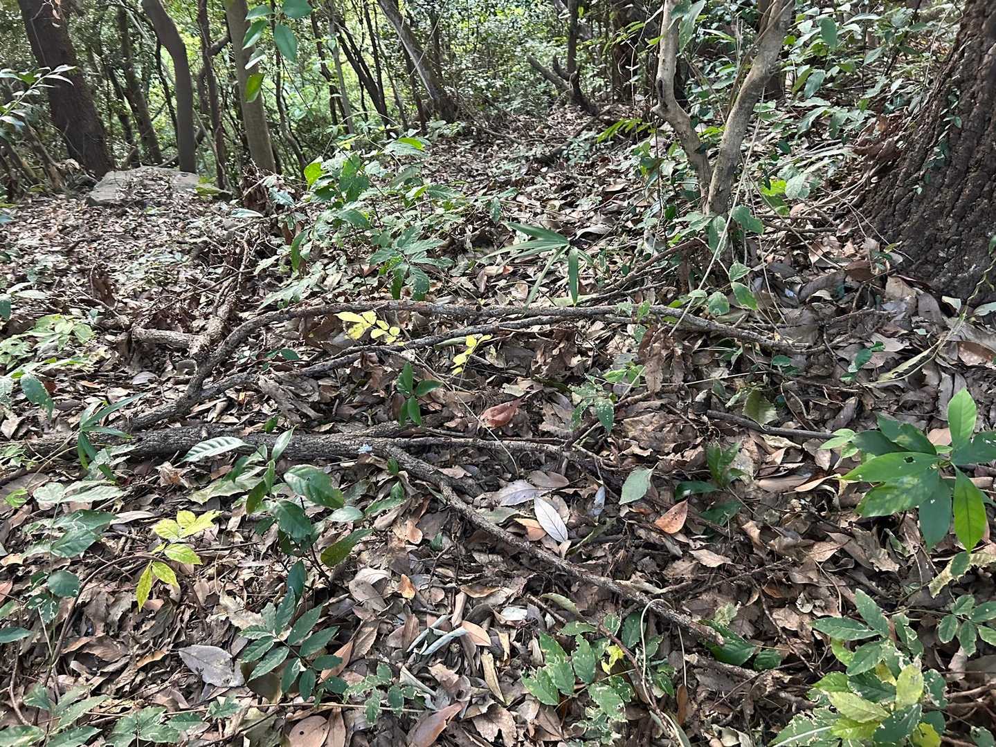 嶽山 往復コースの写真