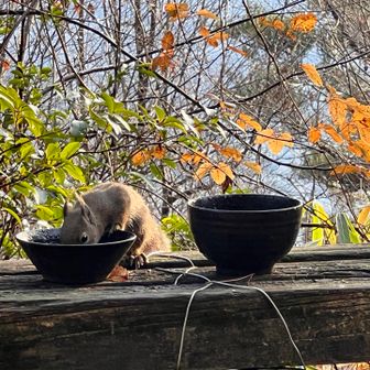 お食事後のお水を飲むリスさん⭐️
その後は仲良し兄弟と木を走る走る🐿️🐿️💨
隠れてて出てきた鳥がこれまたレアな感じ✨
