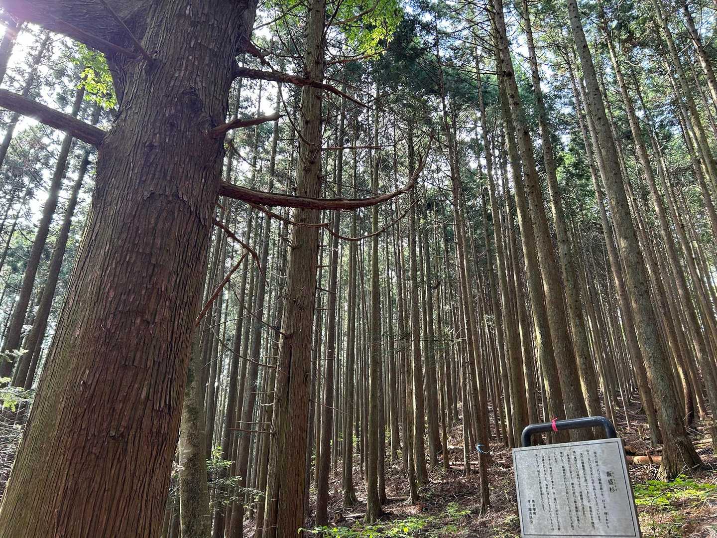 すらっとした杉の木