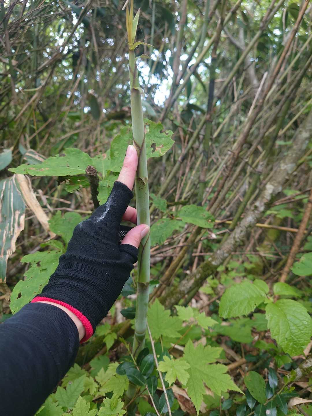 立派なたけのこだったもの。
来年に期待✨✨