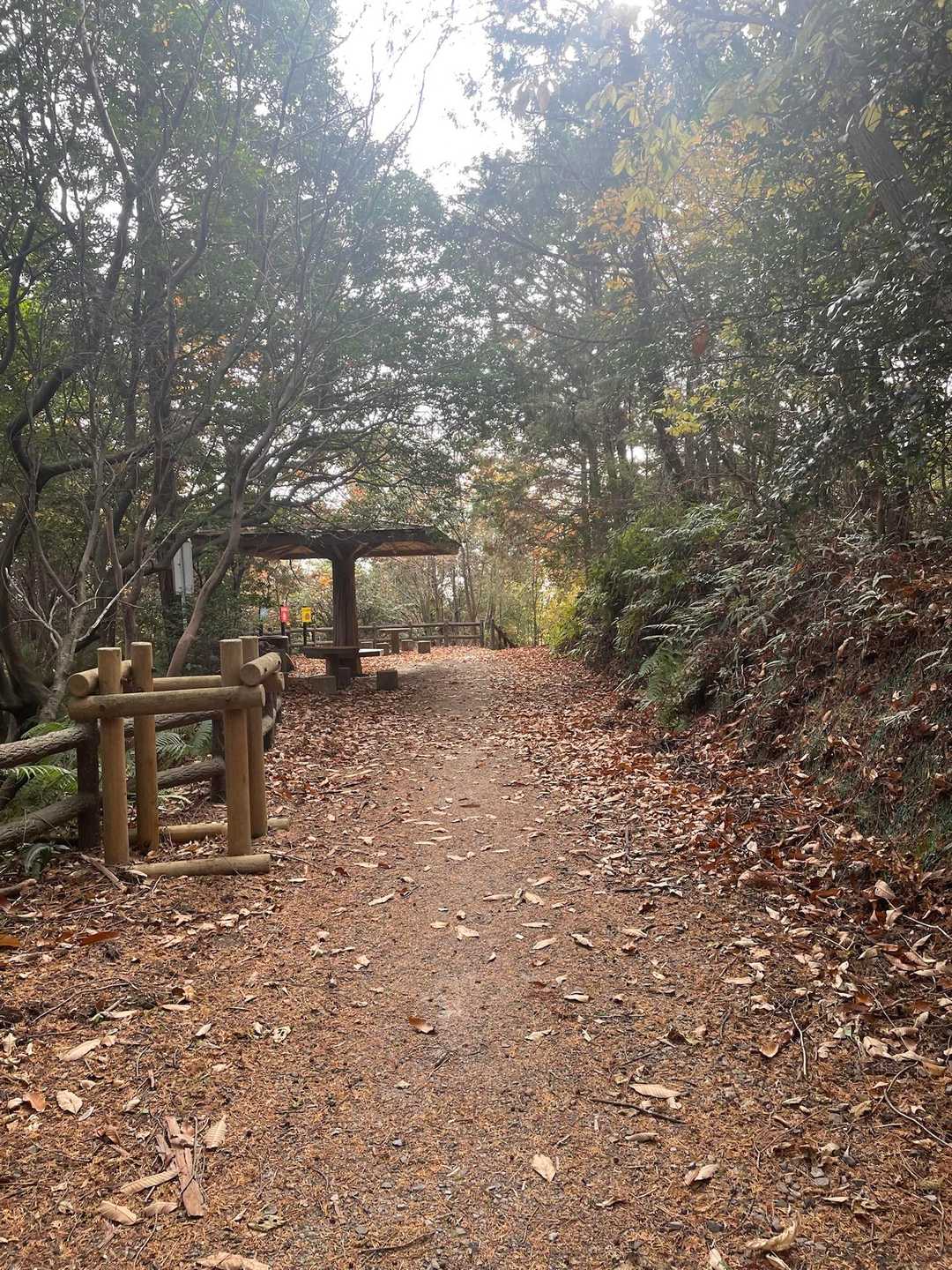 この辺りでカサカサ獣が木を駆け巡る音が🌲🐿️⁉️