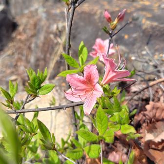 登山道足元にちっちゃいけどツツジも咲いてました