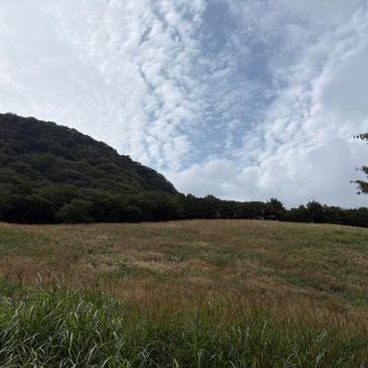 ススキの原っぱ
秋だなー