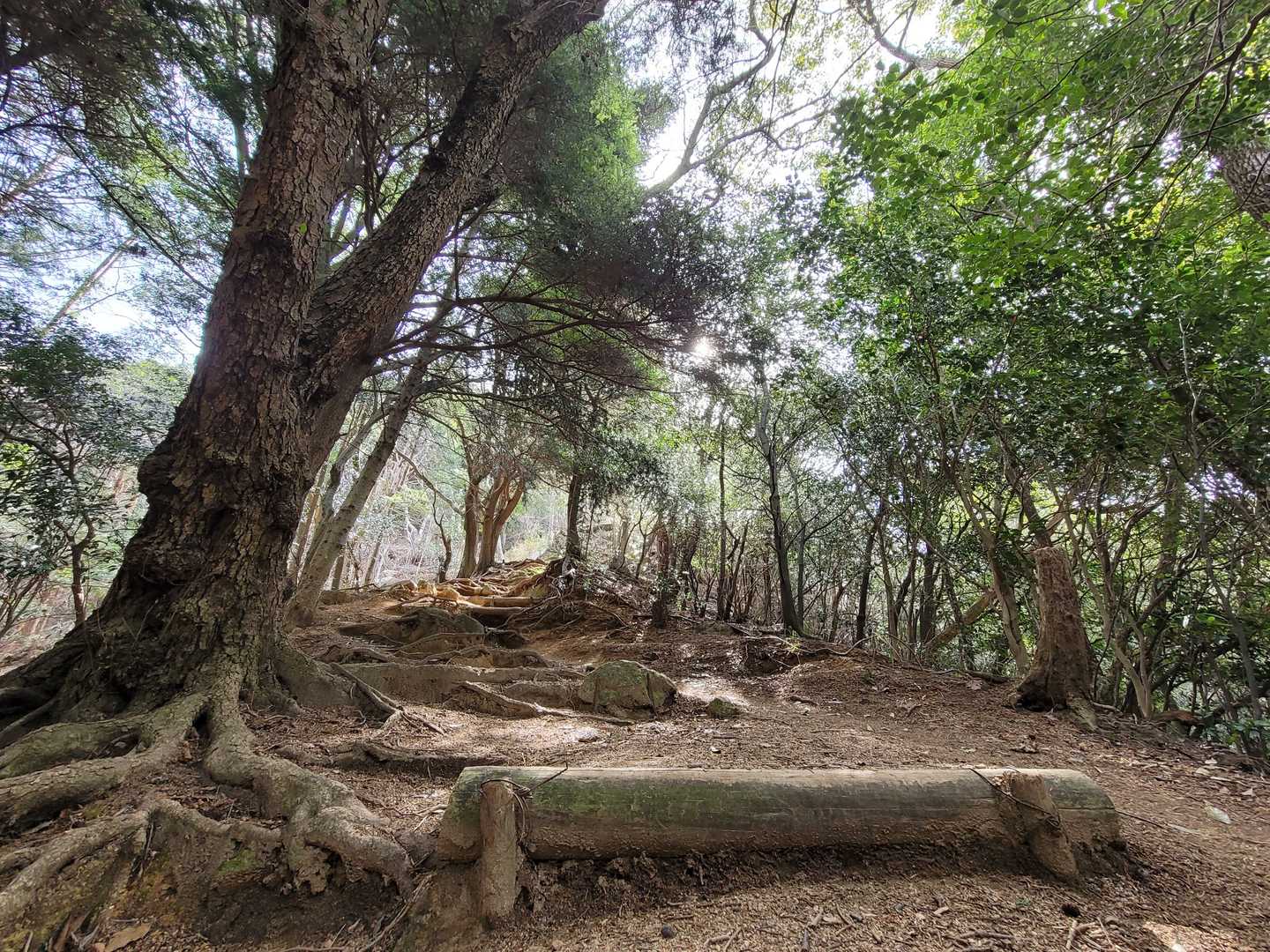 鵯越駅-石井ダム登山口-菊水山-鍋蓋山-再度越-諏訪山公園 縦走コースの写真