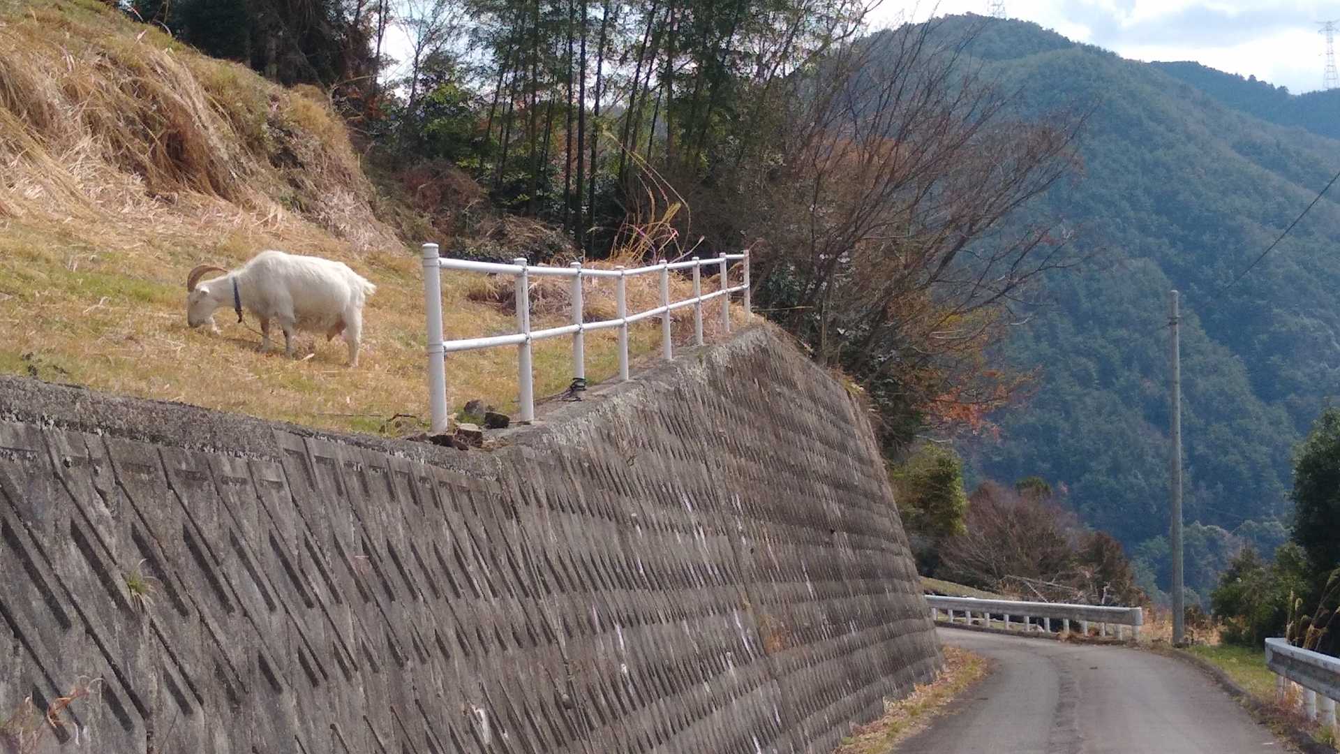 よく見る🐐さん