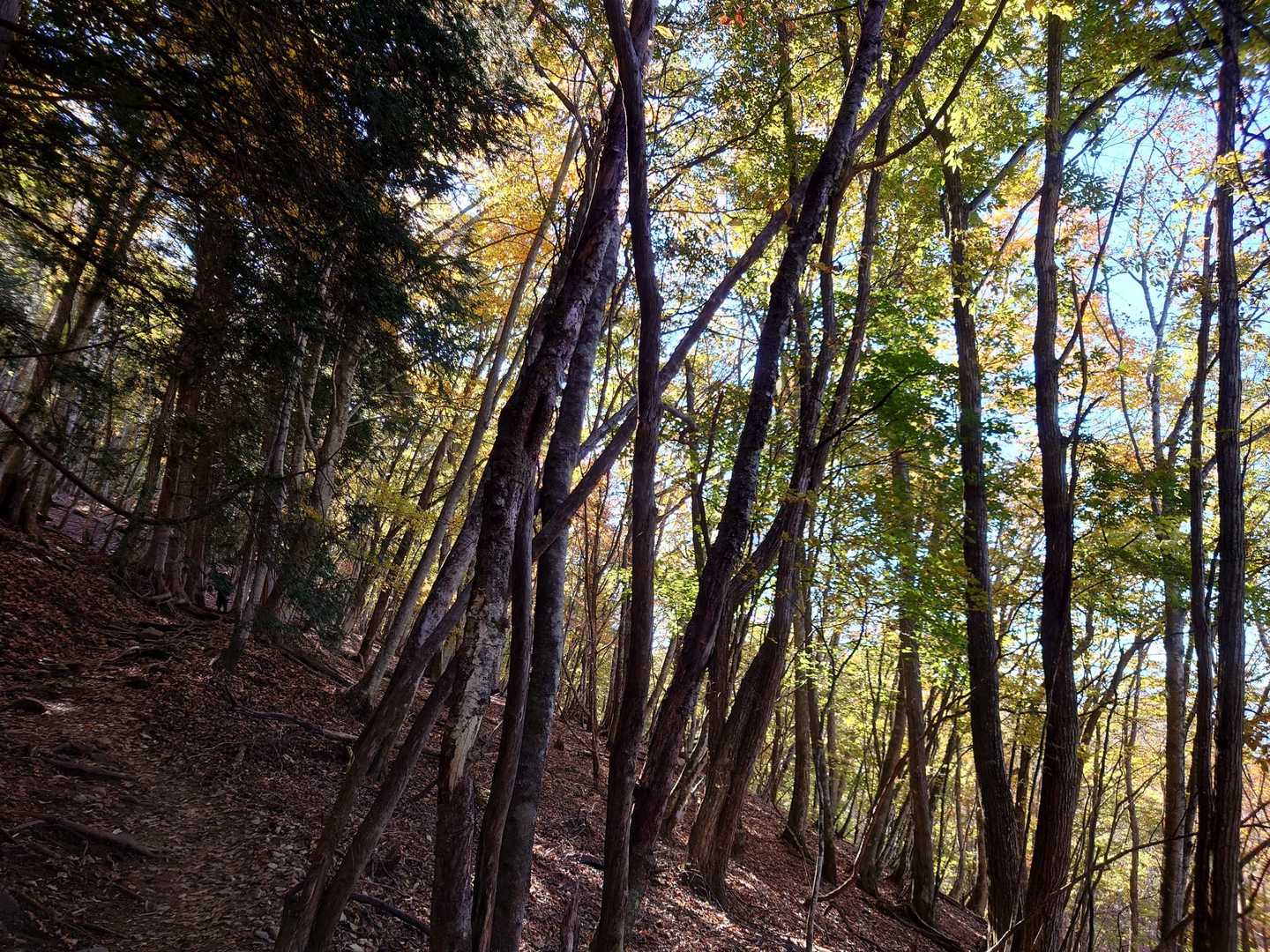 大輪バス停-妙法ヶ岳 縦走コースの写真
