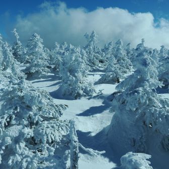 しっかり切れてくれました。