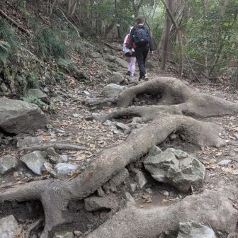 少しずつ根や石がでてきた