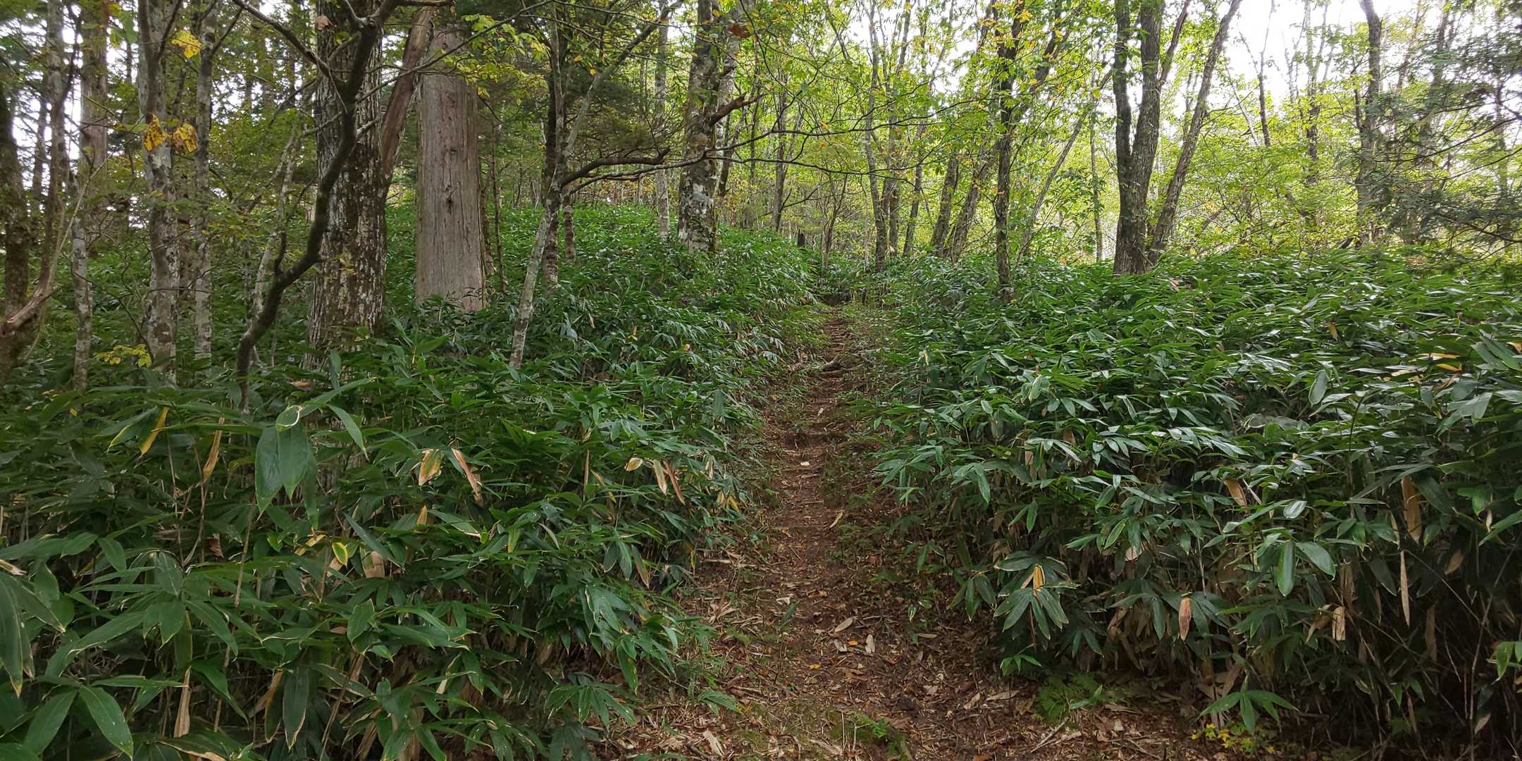 夏焼山の登山道は整備済み⭕️