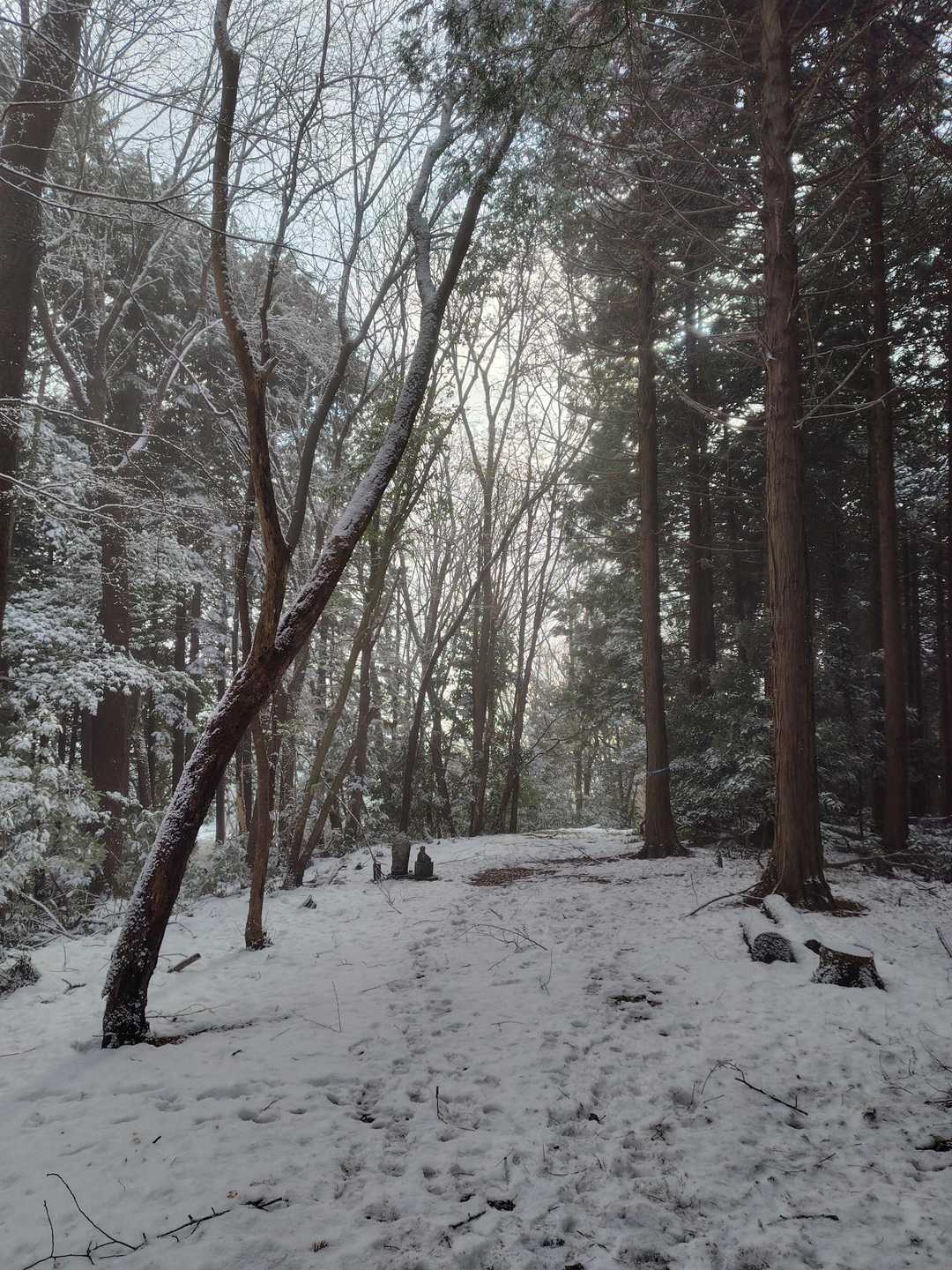 宝山登り口-宝山 往復コースの写真