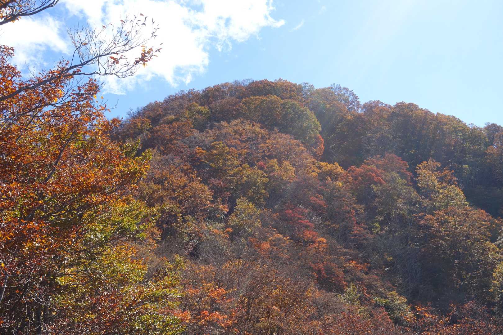 お～！　まるごと紅葉だ