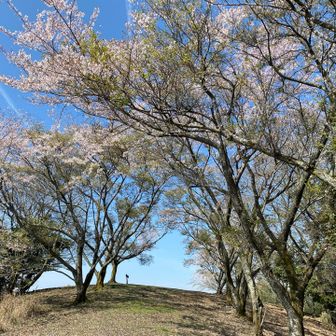 楽しみにしてた山頂の桜並木は…
ちょっと遅かったかな…笑
