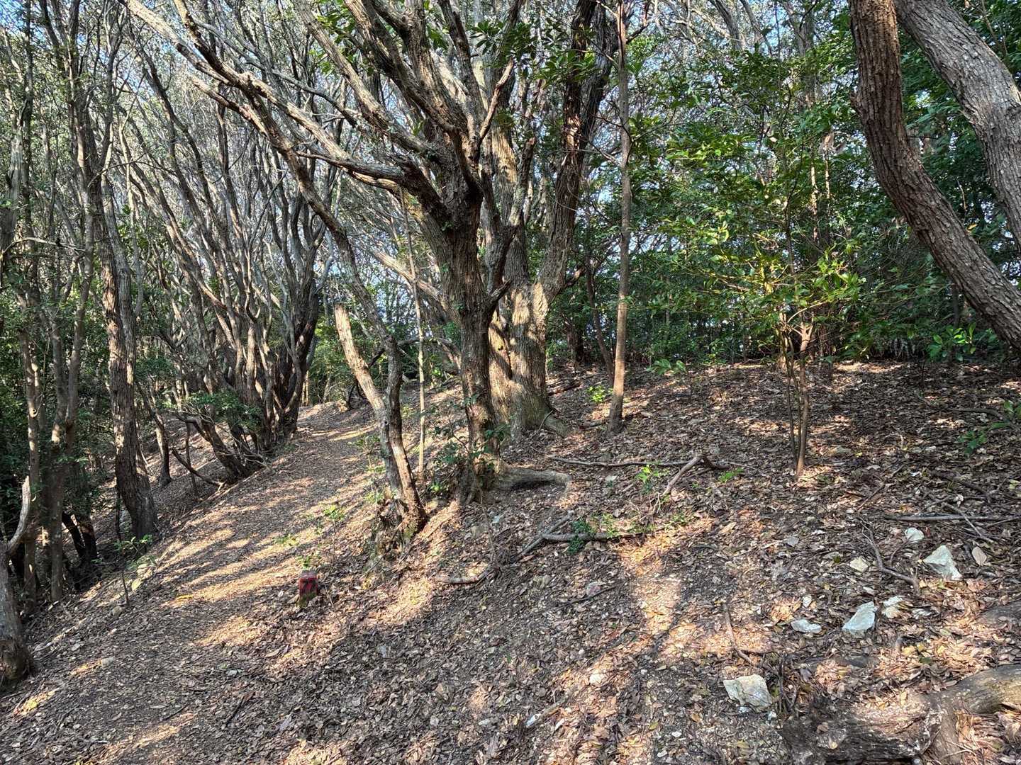 ここが、横山北峰のピークのようです。