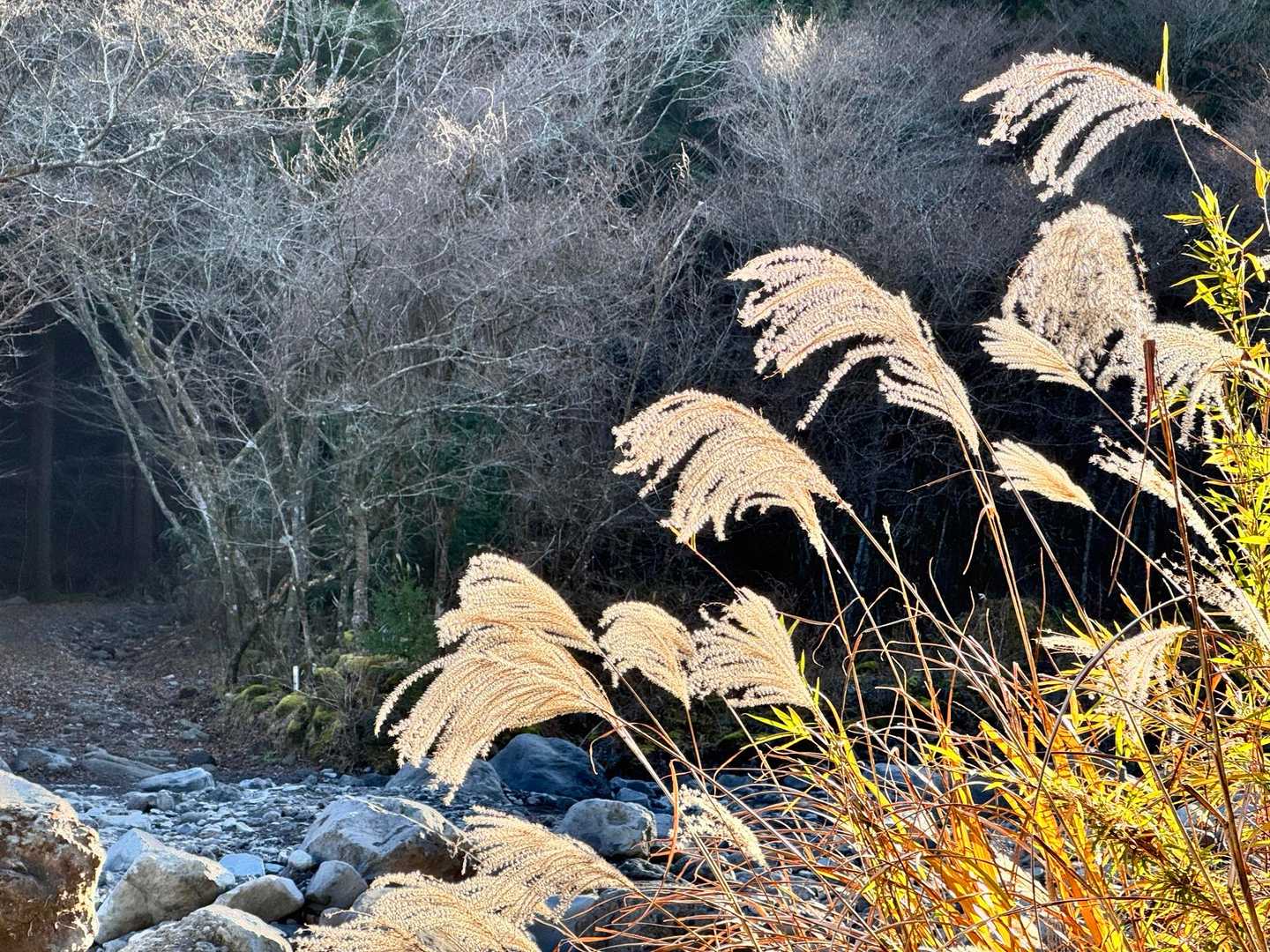 須山愛鷹登山口-富士見峠-黒岳-富士見台-越前岳-呼子岳 周回コースの写真