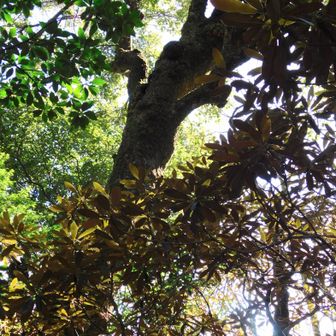 YAMAPではこの辺りが山頂らしい…
少し降りてみたけど？？🙄🔺