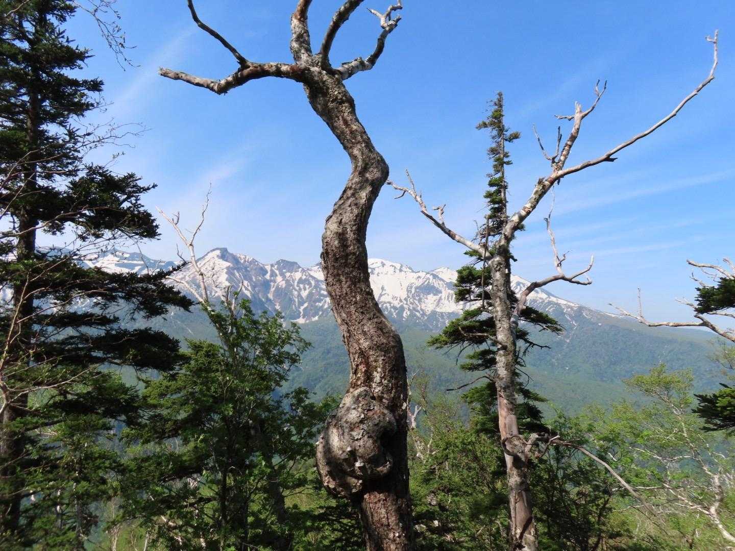 朝陽山 往復コースの写真
