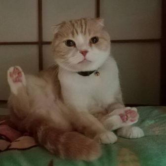 ひなごんこたろう