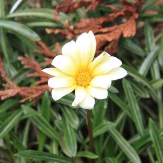 ガザニア🌼（勲章菊）