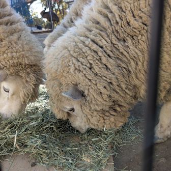 お食事中のヒツジ