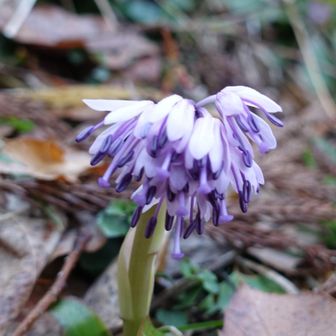 紫色の花。これから開花か。追加分