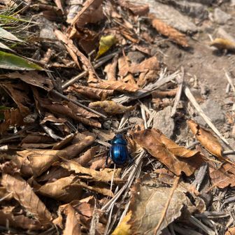 稜線の登山道にピカピカマンがいっぱ出現
踏まないように注意
