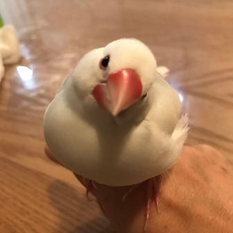 あきあき　∪･ω･