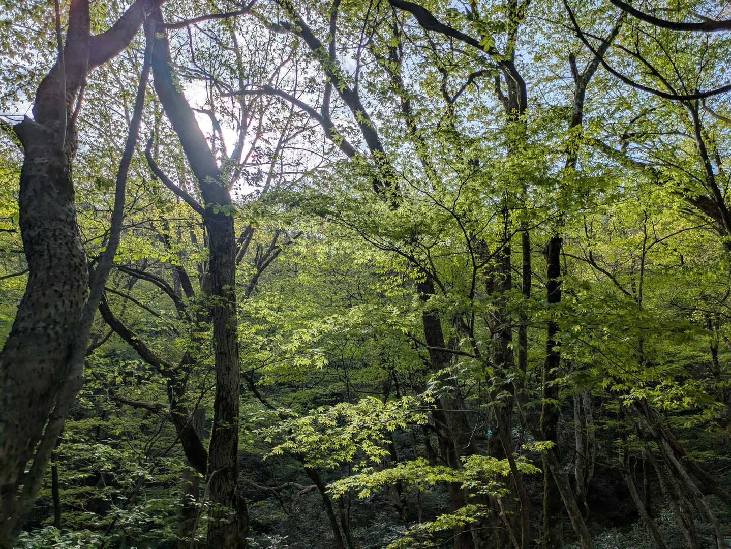 新緑の季節🌿
