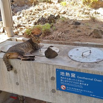 地熱釜に寄ってくる猫