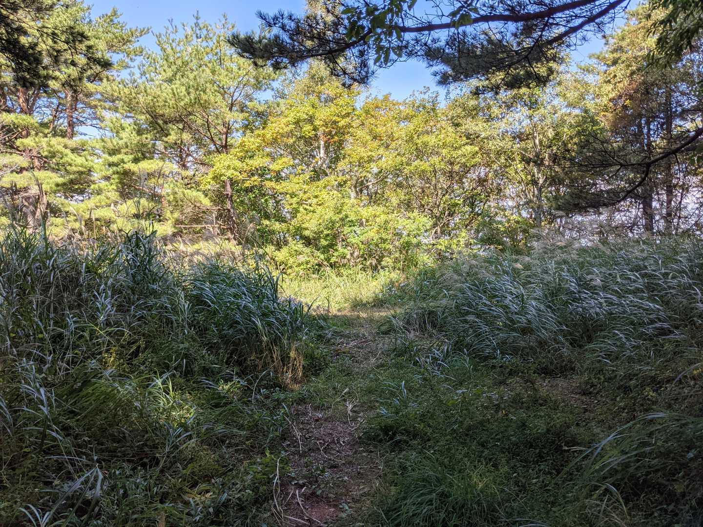 林道から登山道への分岐
ススキがすごいことに😅